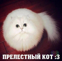 Отдается в дар Котя в мешке женский