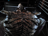 Отдается в дар шкура-коврик детский тигр