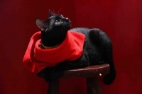 Отдается в дар Кіт з жіночих хусток-шарфів