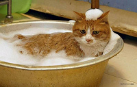 Отдается в дар Косметический Кот в мешке.