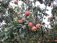 Отдается в дар Яблочки «Осенний полосатик и белый налив» вперемешку