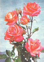 Отдается в дар Три открытки — Цветы