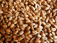 Отдается в дар зерно пшеницы