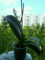 Отдается в дар Орхидея Phalaenopsis