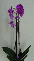 Отдается в дар Цветок Орхидея