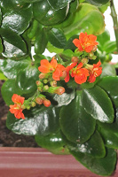 Отдается в дар Каланхоэ красный (Kalanchoe blossfeldiana)