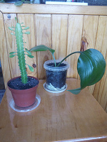 Отдается в дар Два комнатных растения — эухарис и эуфорбия тригона