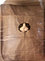 Отдается в дар сладкий подарок — кот в мешке :)