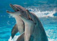 Отдается в дар дельфинарий