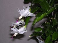 Отдается в дар Цветок «декабрист» белый- отводки.