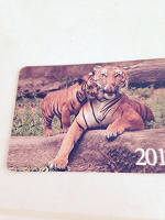 Отдается в дар Календарики с тиграми и белочками