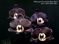 Отдается в дар Орхидея феланопсис
