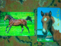 Отдается в дар Карманные календарики с лошадьми