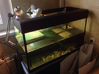 Отдается в дар отдам 2х красноухих черепах с полностью оборудованным аквариумом