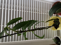 Отдается в дар Орхидея дендробиум