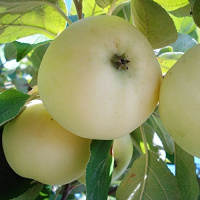 Отдается в дар Яблоки «Белый налив»-около 1 кг