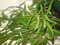 Отдается в дар Хойя парвифлора (Hoya parviflora)