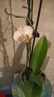 Отдается в дар орхидея