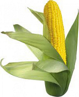 Отдается в дар Кукуруза