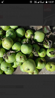 Отдается в дар Яблоки свежие на варенье и компот