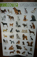 Отдается в дар Плакат с породами собак