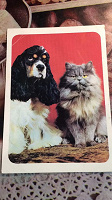 Отдается в дар открытка №15 из серии «Кошки»