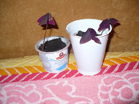 Отдается в дар Цветок Оксалис фиолетовый.