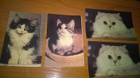 Отдается в дар календарики с кошками 1996