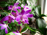 Отдается в дар Орхидея Dendrobium Berry Oda