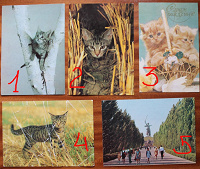 Отдается в дар открытки СССР (фотооткрытки)