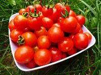 Отдается в дар домашние вкусные помидорчики