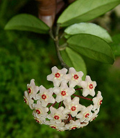 Отдается в дар Восковой плющ (Hoya carnosa)