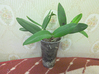 Отдается в дар Орхидея Каттлея