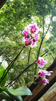 Отдается в дар Орхидеи