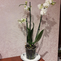 Отдается в дар Орхидея фаленопсис