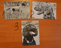Отдается в дар открытки с породами собак
