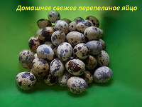 Отдается в дар перепелиное яйцо