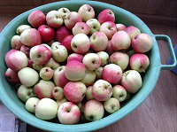 Отдается в дар Яблоки из деревни 3 желающим по1-1.5 кг