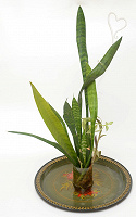 Отдается в дар Отростки сансевьерии Sansevieria trifasciata (щучий хвост)