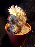 Отдается в дар Кактус Mammillaria prolifera