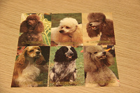 Отдается в дар карманные календарики с собаками 1990