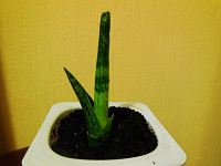 Отдается в дар Сансевиерия цилиндрическая (Sansevieria cylindrica)