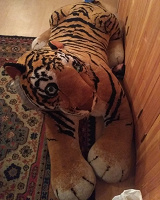 Отдается в дар Здоровенный мягкий тигр в натуральную величину