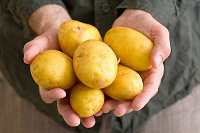 Отдается в дар Семена картофель фермер