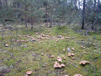 Отдается в дар грибы лесные