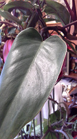 Отдается в дар Домашнее растение — Филодендрон краснеющий