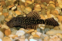 Отдается в дар Сомики анцитрусы — аквариумные рыбки.