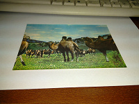 Отдается в дар Открытка голографическая, верблюды, Монголия
