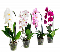 Отдается в дар грунт-субстрат для орхидей