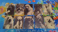 Отдается в дар набор открыток Собаки